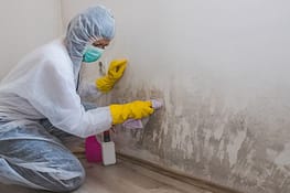 mold cleaning